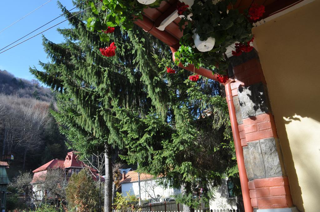 Pensiunea Micsunica Sinaia Exterior foto